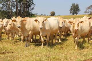 Rebanho bovino criado a pasto; estratégias de manejo devem acontecer na transição de períodos das chuvas para a seca. (Fotos: Arquivo/Embrapa)