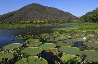 Vitória-régia no Pantanal de Mato Grosso do Sul (Foto: DIvulgação/Fundect)