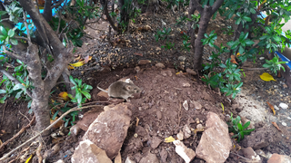 Rato parado no meio de amontoado de terra e árvores (Foto: Divulgação/Prefeitura de Campo Grande)