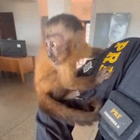 Macaco-prego com documentação falsificada é resgatado pela PRF em Terenos 