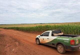 Área plantada de milho é monitorado por equipe técnica da Aprosoja-MS. (Foto: Divulgação)