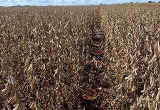 Área plantada de soja em MS pronta para a colheita; Estado plantou mais e colheu menos. (Foto: Divulgação/Aprosoja-MS)