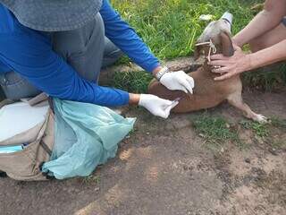 Cachorro sendo vacinado contra a raiva por agente do CCZ (Foto: Divulgação)