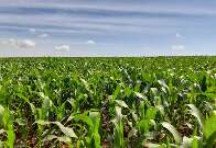 Desempenho inferior do milho 2ª safra em MS e PR derruba produção nacional 