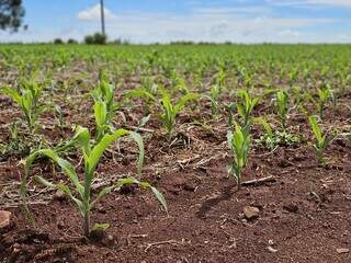 Cultivo do milho em propriedade rural de MS; área plantada no Estado é de 2,218 milhões de hectares. (Foto: Arquivo/Semadesc) 