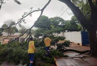 Funcionários da prefeitura retiram galhos de árvore derrubados pelo vento em Dourados (Foto: Divulgação)