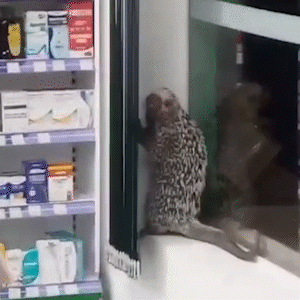 Porco-espinho é capturado dentro de farmácia no Centro de Coxim 