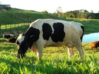 Vaca leiteira girolando criada a pasto; raça é uma das principais utilizadas em MS. (Foto: Arquivo/Embrapa) 