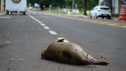 Sábado amanhece com capivara morta em frente ao Parque das Nações Indígenas