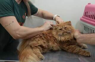 Gripe felina é tratável, mas pode ser transmitida atraves de brinquedos, secreções e saliva de gatos infectados (Foto: Divulgação)