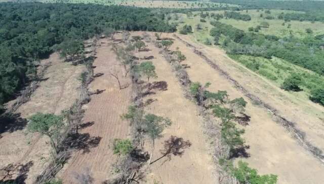 Cerrado ultrapassa Amazônia e MS é o 8º em ranking de desmatamento no País