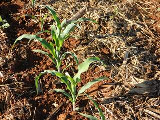 Milho recém cultivado no sistema de plantio direto em propriedade rural brasileira. (Foto: Arquivo/Embrapa)