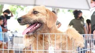 Cachorro em feira de adoção promovida pela Prefeitura de Campo Grande. (Foto: Divulgação/PMCG)