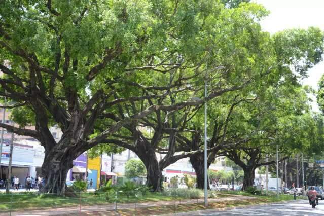 Para Capital continuar bem, cada cidadão deve ver 3 árvores saudáveis da janela