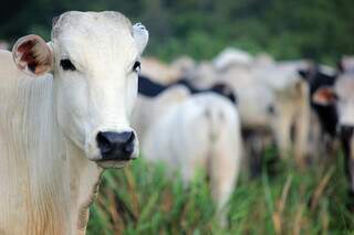 Rebanho bovino a ser cadastrado em MS é de aproximadamente 18,6 milhões de cabeças. (Foto: Divulgação)