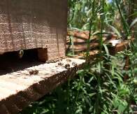 Apicultora ganha ação após morte de abelhas por agrotóxico
