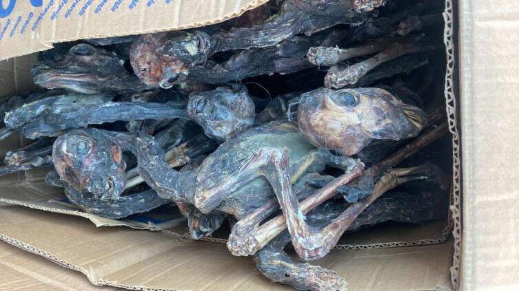 Incomum: Receita Federal encontra 150 fetos de lhamas mumificados em bagagem