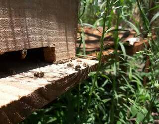 Produtora apontou que perde mais de 1 milhão de abelhas por causa de pulverização de defensivo (Fotos: Arquivo pessoal)