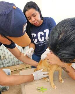 Cachorro sendo vacinado por funcionários do CCZ durante ação.