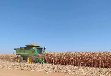 Rally da Safra aponta perdas de produtividade de 30% no milho em MS