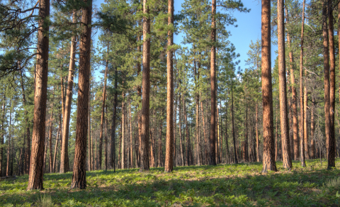 União sanciona lei que libera silvicultura de licença ambiental 
