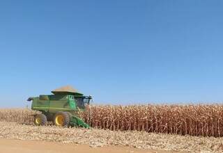 Colheitadeira avança sobre campo cultivado com milho em MS no ciclo 2022-2023. (Foto: Divulgação/Aprosoja-MS)