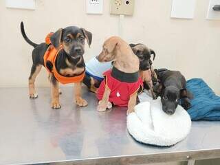 Filhotes de cães, em mesa de metal (Foto: Divulgação PMCG)