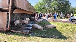 Porcos feridos após caminhão tombar no anel viário de Dourados (Foto: Sidnei Bronka/Ligado na Notícia)