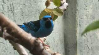 Pássaro azul &#34;mascarado&#34; é um dos que a família considera mais bonitos (Foto: Ana Roca França)