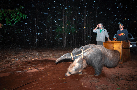 Mais votada: foto de &lsquo;Hanna&rsquo; voltando &agrave; natureza ganha pr&ecirc;mio internacional