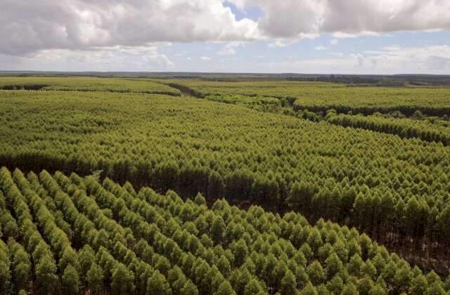 Suzano abre processos seletivos em Ribas do Rio Pardo e Campo Grande