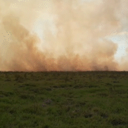 Para Pantanal n&atilde;o repetir 2020, intelig&ecirc;ncia artificial &eacute; aposta contra fogo