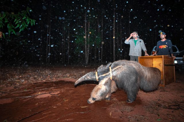 Mais votada: foto de &lsquo;Hanna&rsquo; voltando &agrave; natureza ganha pr&ecirc;mio internacional