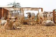 MS deve confinar 811 mil cabeças de bovinos este ano, aponta levantamento 