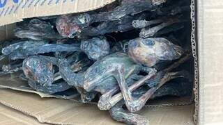 Ilhamas mumificadas encontradas pela Receita Federal. (Foto: Divulgação)