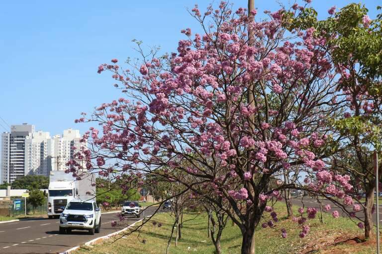 Campo Grande News