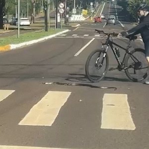 Ciclistas fazem “escolta” para cobra atravessar Avenida Afonso Pena