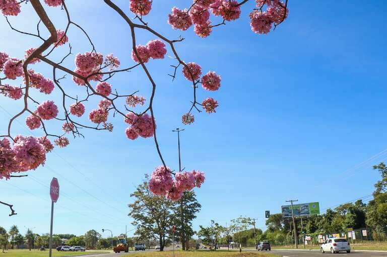 Campo Grande News