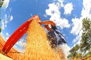 Colheita de soja em Mato Grosso do Sul (Foto: Álvaro Rezende) 