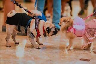 Passeio de cachorros promovido pelor Shopping Campo Grande (Foto: divulgação)