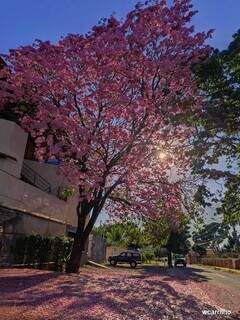 Ipê florido na Vila Planalto, com chão rosado pelas flores que já caíriam. (Foto: Wilmar Carrilho)