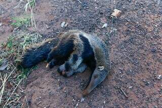 Tamanduá filhote morto às margens da BR-262 (Foto: Paulo Francis)