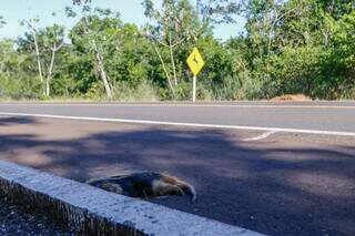 Animal não identificado morto às margens da BR-262  (Foto: Paulo Francis)