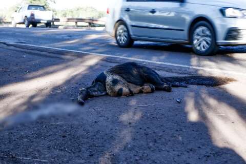 Atropelados, animais mortos fazem de rodovias de MS cemitérios a céu aberto 