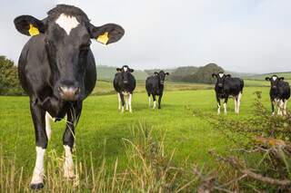 Vacas girolando criadas a pasto em propriedade rural; raça prevalece entre criadores de MS. (Foto: Divulgação/Embrapa)