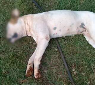 Branca foi encontrada morta com sinais de envenenamento no quintal de casa (Foto: Direto das Ruas) 