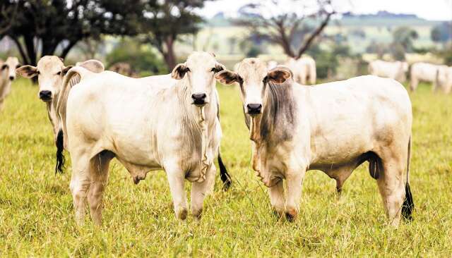 Vermifugação em bovinos reduz em até 50% os prejuízos causados por parasitas