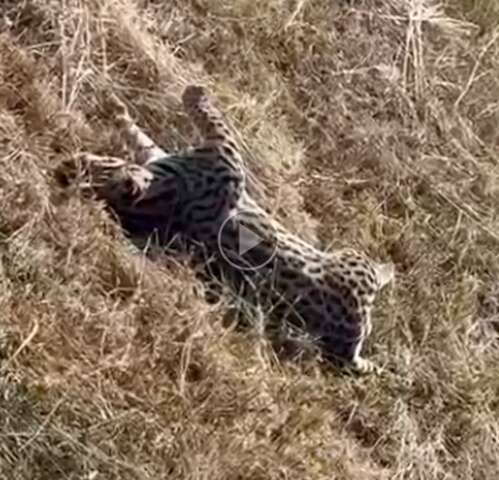 Jaguatirica &eacute; atropelado e morta em rodovia para Bonito