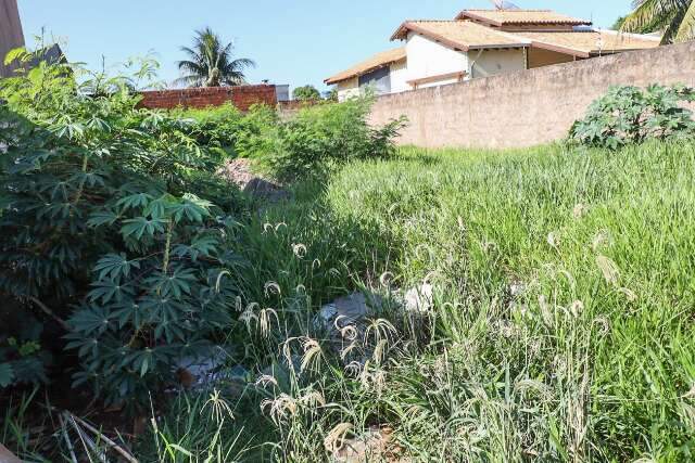 Por dia, 12 donos s&atilde;o notificados pela prefeitura para limpar terrenos baldios