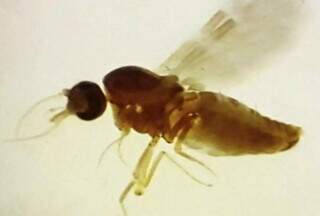 O mosquito Culicoides paraenses é um dos principais vetores da Febre do Oropouche